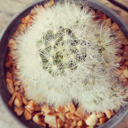  cactus old retro vintage styleの写真素材