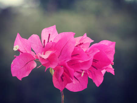 bougainvillea flowers old retro vintage styleの写真素材