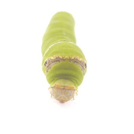 Green caterpillar isolated on white