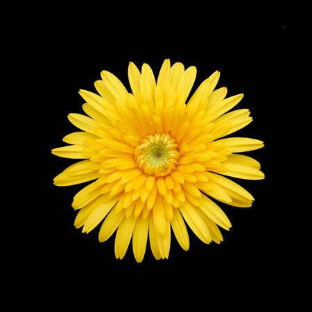 Yellow Flower Isolated on Black Backgroundの写真素材