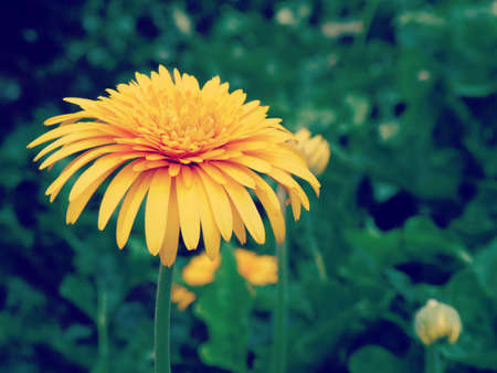 yellow flowers old retro vintage styleの写真素材