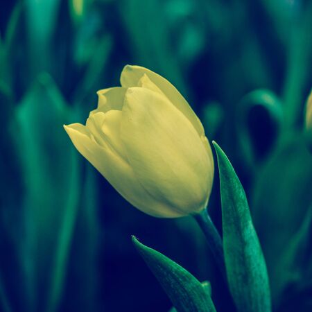 Tulips in the garden with retro filter effectの写真素材