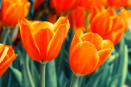 Tulips in the garden with retro filter effectの写真素材