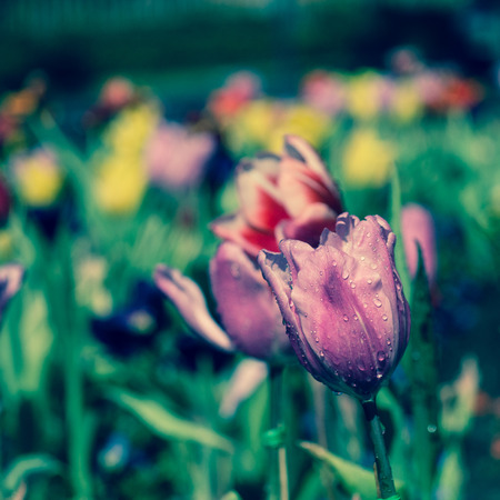 Tulips in the garden with retro filter effectの写真素材