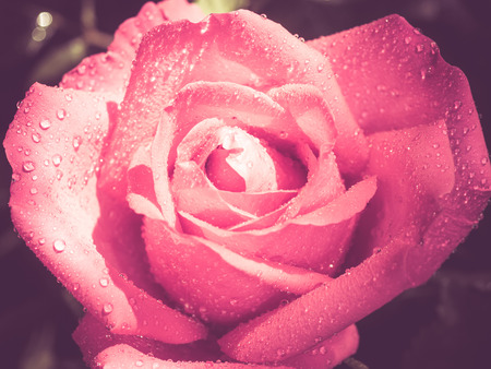 flowers rose with filter effect retro vintage styleの写真素材