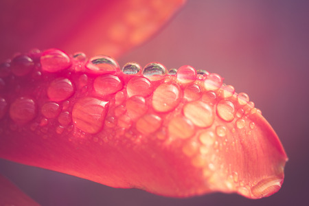 macro droplets on flower petals with filter effect retro vintage styleの写真素材