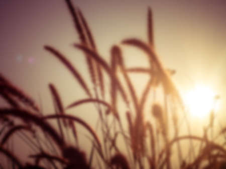 blurred background dry grass sunsetの写真素材