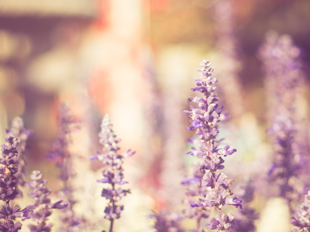 flowers with filter effect retro vintage styleの写真素材