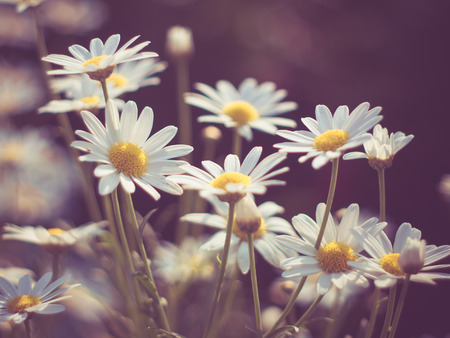 flowers with filter effect retro vintage styleの写真素材