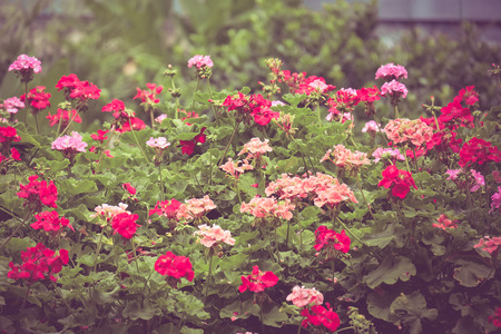 flowers with filter effect retro vintage style
