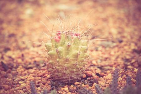 cactus with filter effect retro vintage styleの写真素材