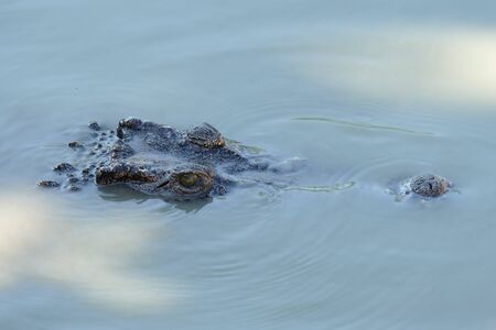 Crocodileの写真素材