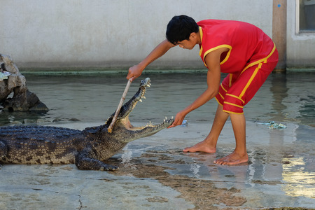 SAMUTPRAKARN,THAILAND - April 18: crocodile show at crocodile farm on April 18, 2015 in Samutprakarn,Thaila nd. This exciting show is very famous among among tourist and Thai peopleのeditorial素材