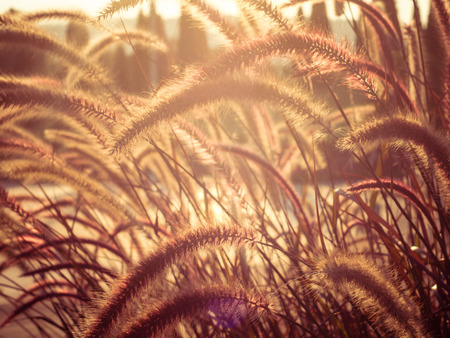 field of grass during sunsetの写真素材