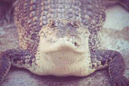Crocodile  with filter effect retro vintage styleの写真素材