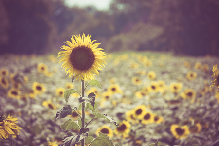 sunflower with filter effect retro vintage styleの写真素材