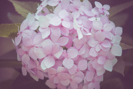 flowers with filter effect retro vintage style