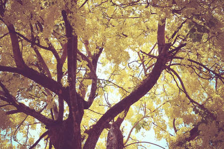 Yellow Trees with filter effect retro vintage style
