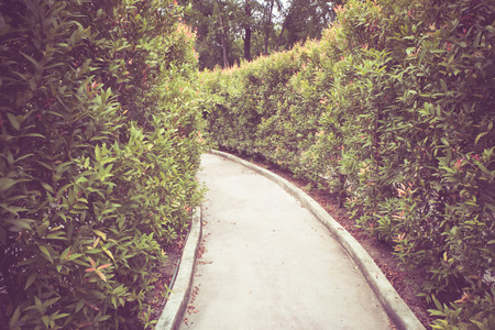 Corridor Nature with filter effect retro vintage styleの写真素材