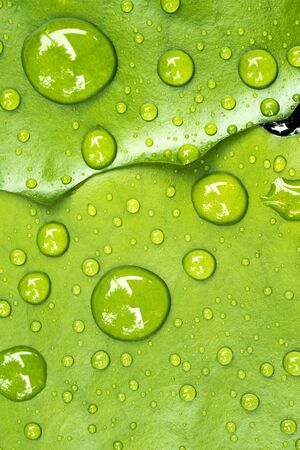 Water droplets on leavesの写真素材