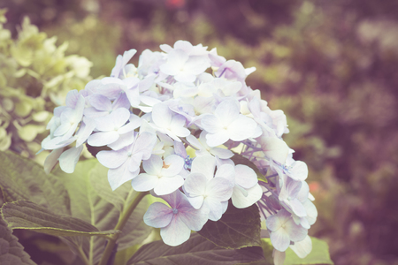 flowers with filter effect retro vintage styleの写真素材