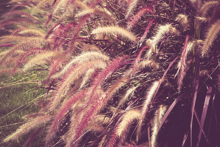 field of grass with filter effect retro vintage styleの写真素材