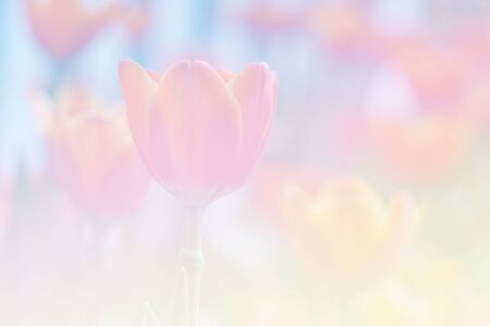 Sweet color flower for background design soft and blur style