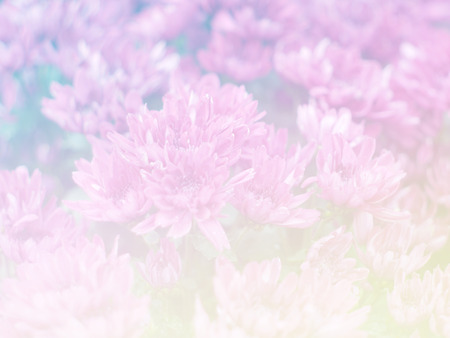 Sweet color flower for background design soft and blur styleの写真素材