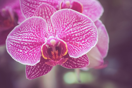 flowers with filter effect retro vintage styleの写真素材