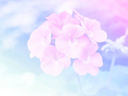 Sweet color flower for background design soft and blur styleの写真素材