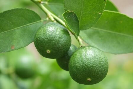 Lime fruit, Lime green tree hanging from the branches of it