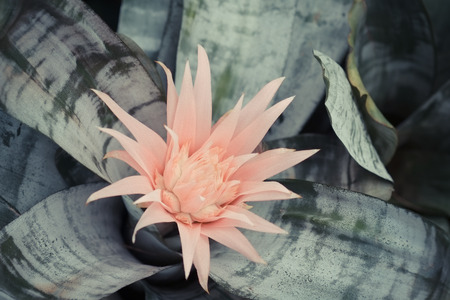 flowers with filter effect retro vintage styleの写真素材