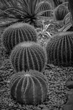cactus with filter effect retro vintage styleの写真素材