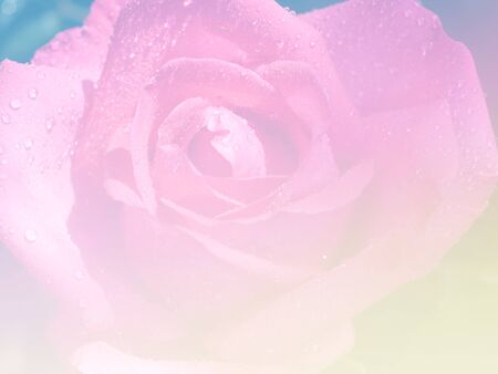 Sweet color flower for background design soft and blur styleの写真素材