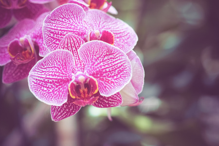 flowers with filter effect retro vintage styleの写真素材