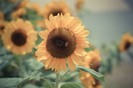 sunflower with filter effect retro vintage styleの写真素材