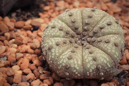 cactus with filter effect retro vintage style