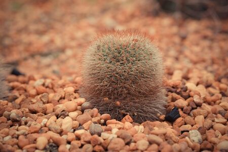 cactus with filter effect retro vintage styleの写真素材