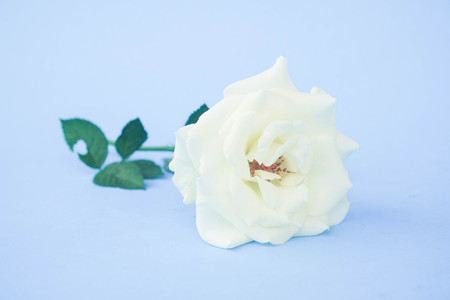 white rose with filter effect retro vintage styleの写真素材