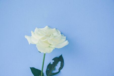 white rose with filter effect retro vintage styleの写真素材