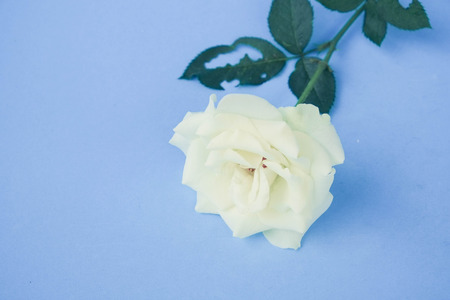 white rose with filter effect retro vintage styleの写真素材