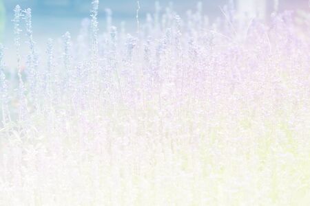 Sweet color flower for background design soft and blur styleの写真素材