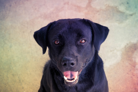 Black labrador dog with filter effect retro vintage styleの写真素材