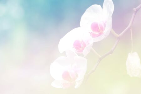 Sweet color flower for background design soft and blur styleの写真素材