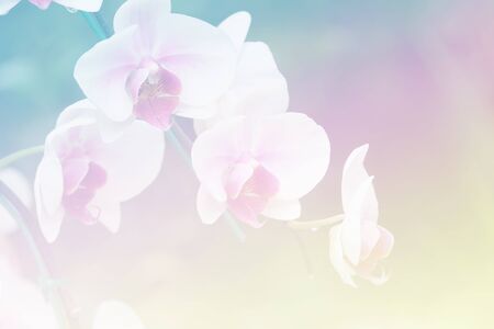 Sweet color flower for background design soft and blur styleの写真素材