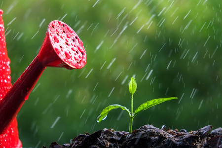 Green sprouts in the rainの写真素材