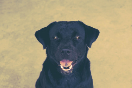 Black labrador dog with filter effect retro vintage styleの写真素材