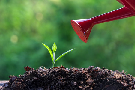 Green sprouts Young plantの写真素材