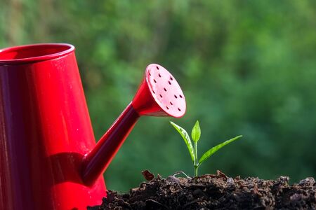 Green sprouts Young plantの写真素材