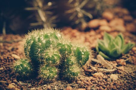 cactus with filter effect retro vintage styleの写真素材